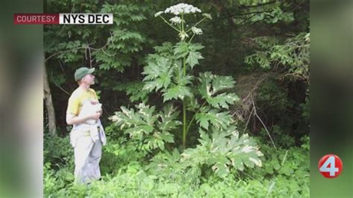 If You See This Flower in Your Yard, Call Local Officials Immediately