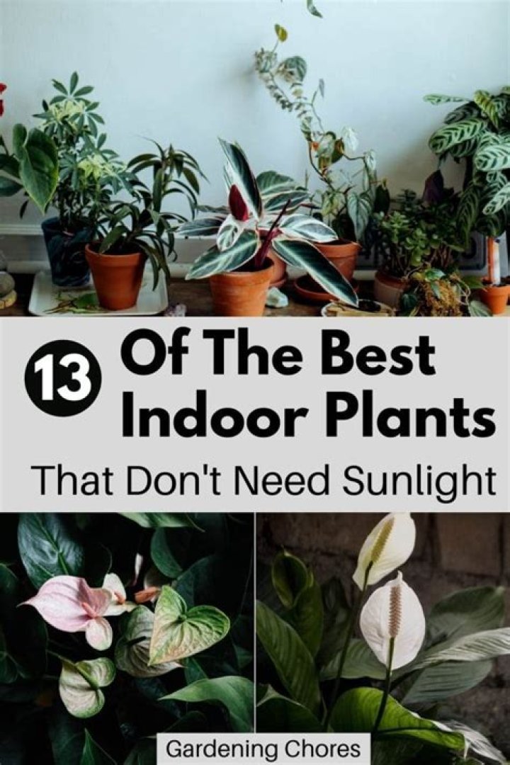 12 Easy Houseplants That Don't Need Sunlight