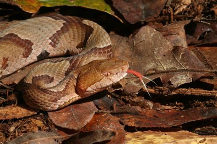 Snake Expert Reveals How to Avoid "Extremely Painful" Copperhead Bites