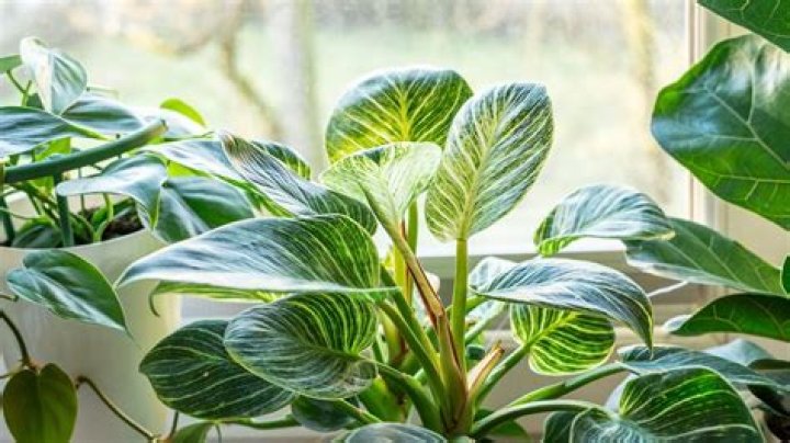 The 5 Best Humidity-Tolerant Houseplants — Best Life