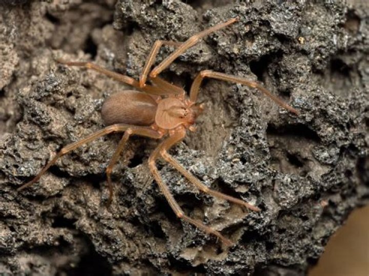 If You Live in These States, Prepare for More of This Deadly Spider, Experts Say