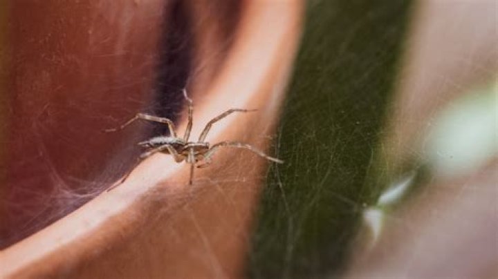 Not Cleaning This Could Be Inviting Spiders to Your Home, Experts Say