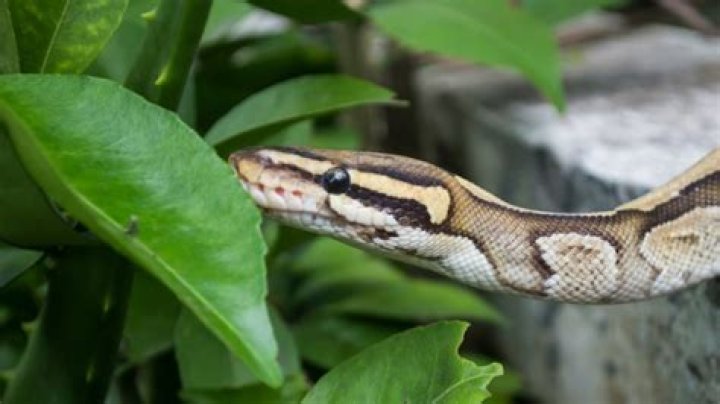 Growing This in Your Yard Is Inviting Snakes to Your Home — Best Life