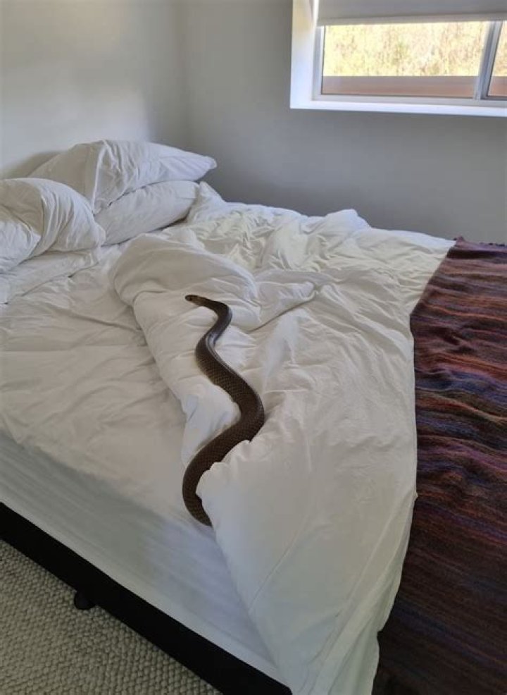 The No. 1 Sign There's a Snake Under Your Bed — Best Life