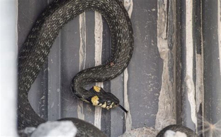 Snakes Love to Hide Here—"Never Reach Into" This Spot, Expert Says
