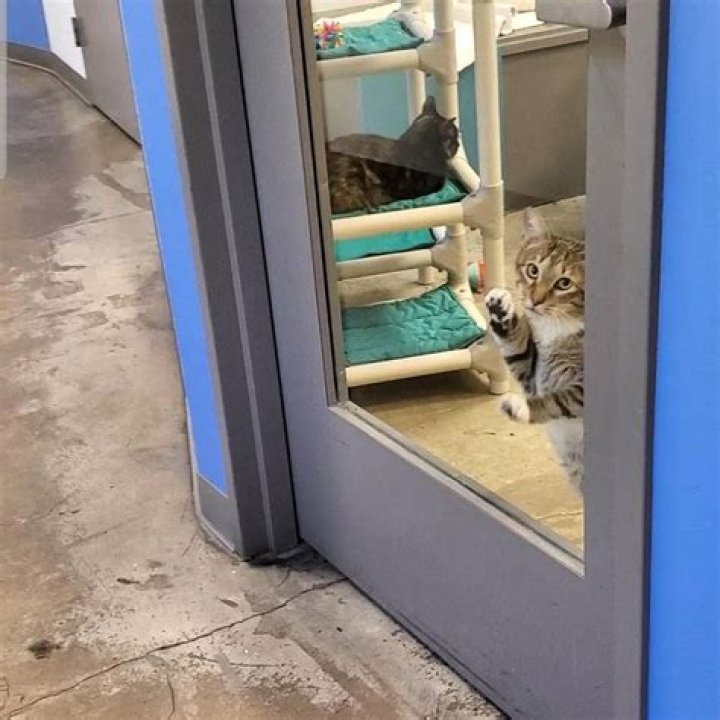 Quilty the Cat Repeatedly Tries to Bust Out Fellow Shelter Cats, Goes Viral