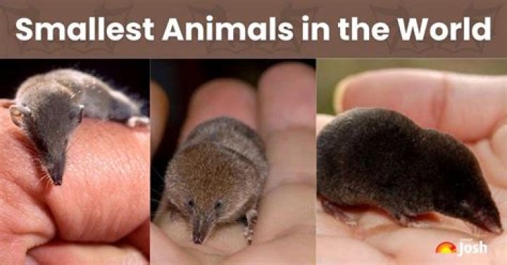 23 Smallest Animals on the Planet — Best Life