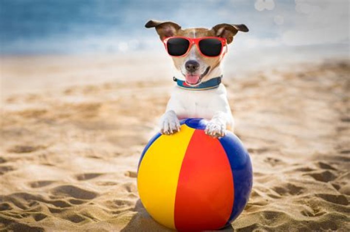 20 Genius Pet Accessories to Keep Your Furry Friends Cooler All Summer