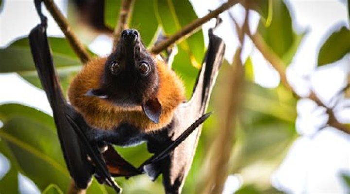 10 Surprising Things Attracting Bats to Your Home — Best Life